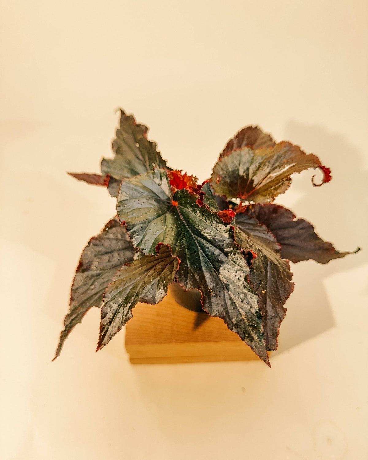 4" Begonia 'Black Magic'