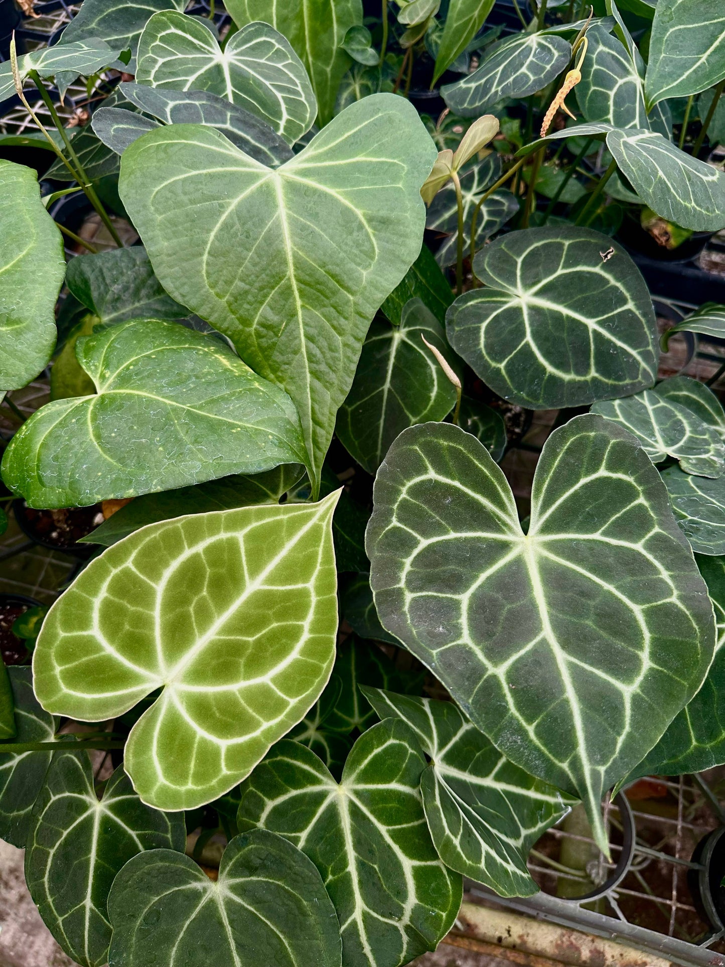 ANTHURIUM Clarinervium Hybrid Live Plant 4in
