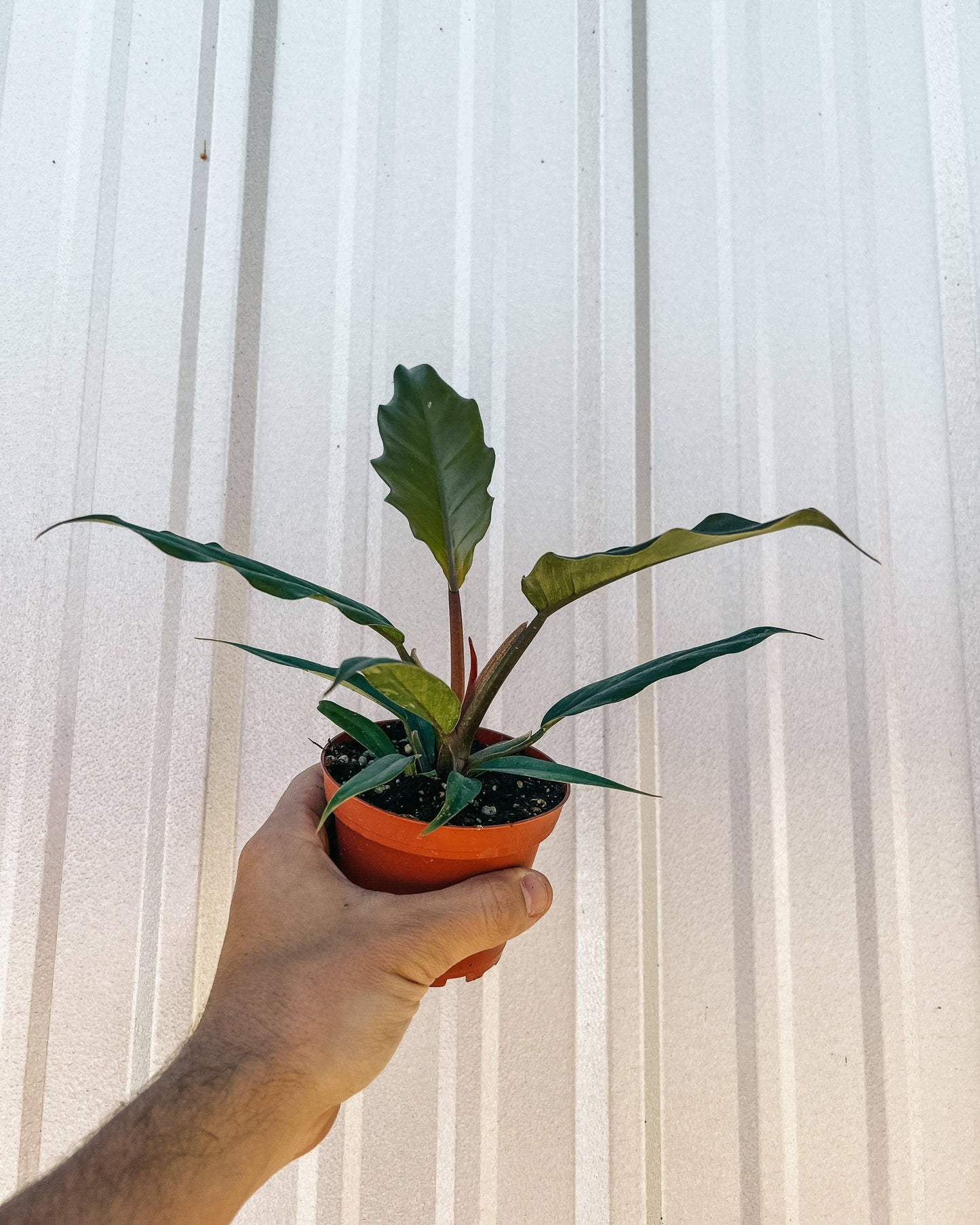 4" Philodendron 'Pluto'