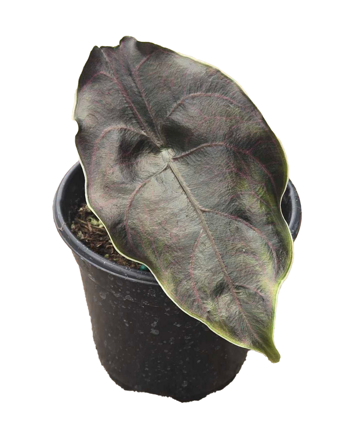 Alocasia Azlanii 4 inch Grower Pot