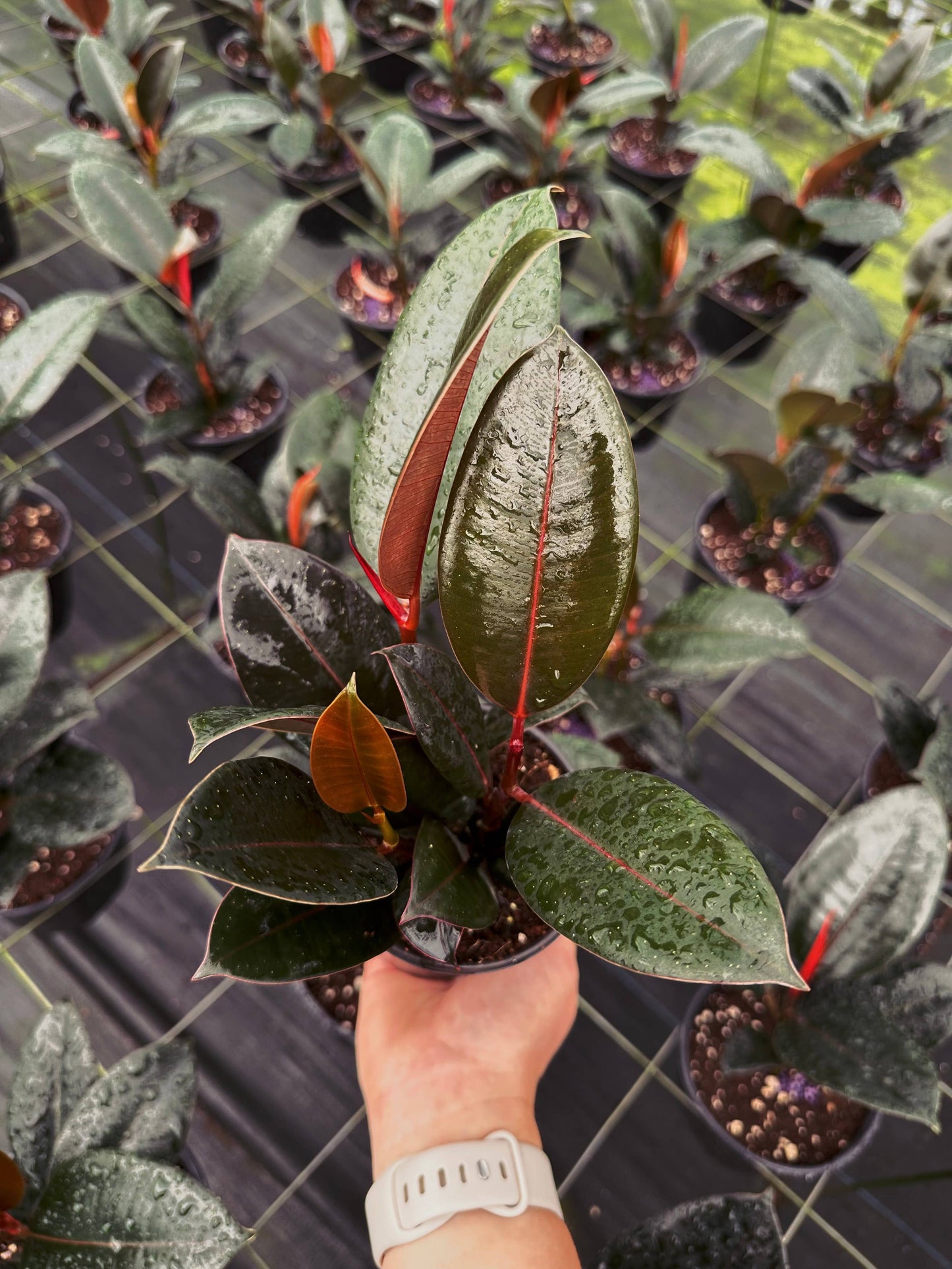 FICUS Burgundy Live Plant 4in