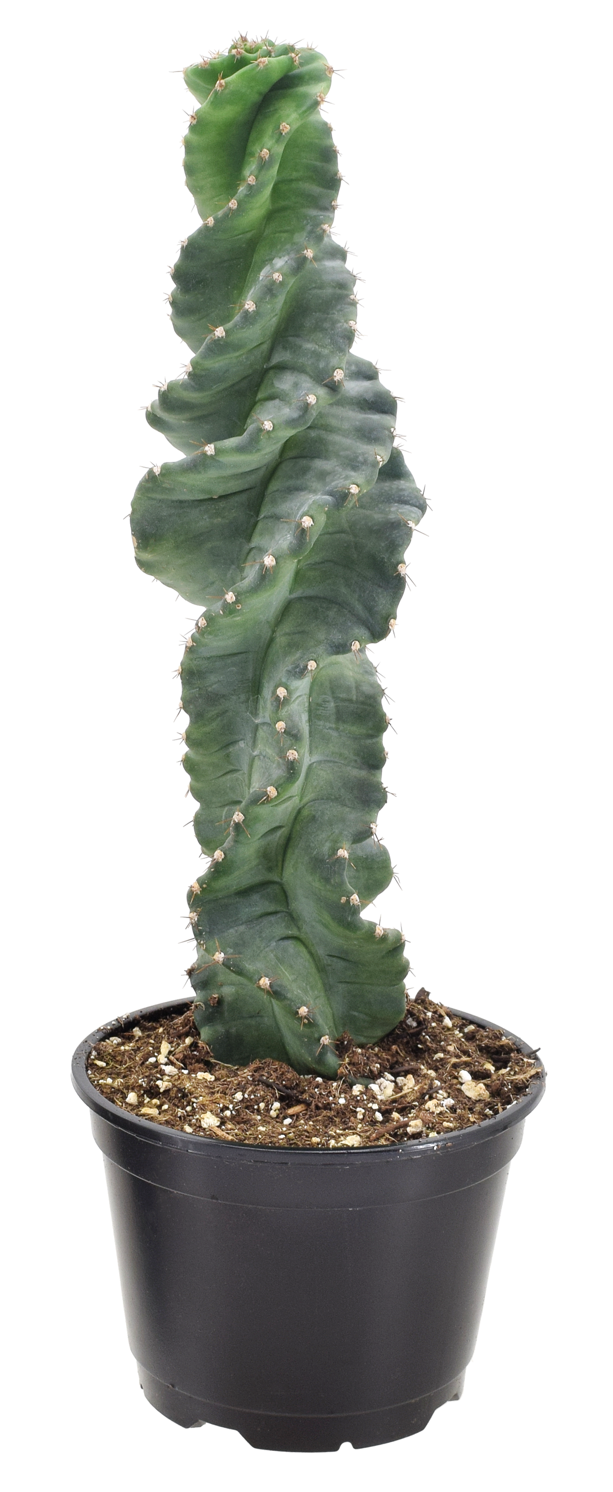 Spiralis Cactus 4 inch Grower Pot