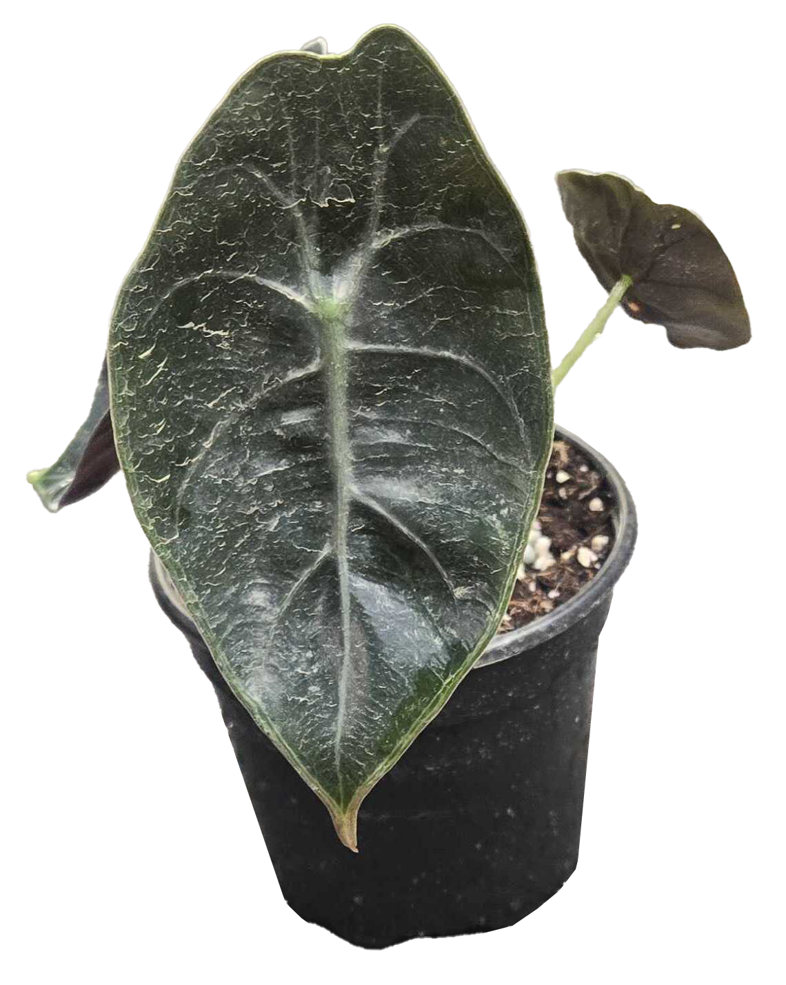 Alocasia Sedenii 4in Grower Pot