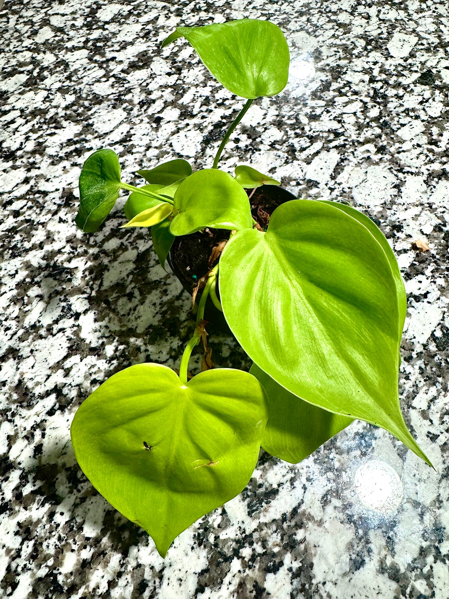 4" Philodendron Cordatum Lemon Lime