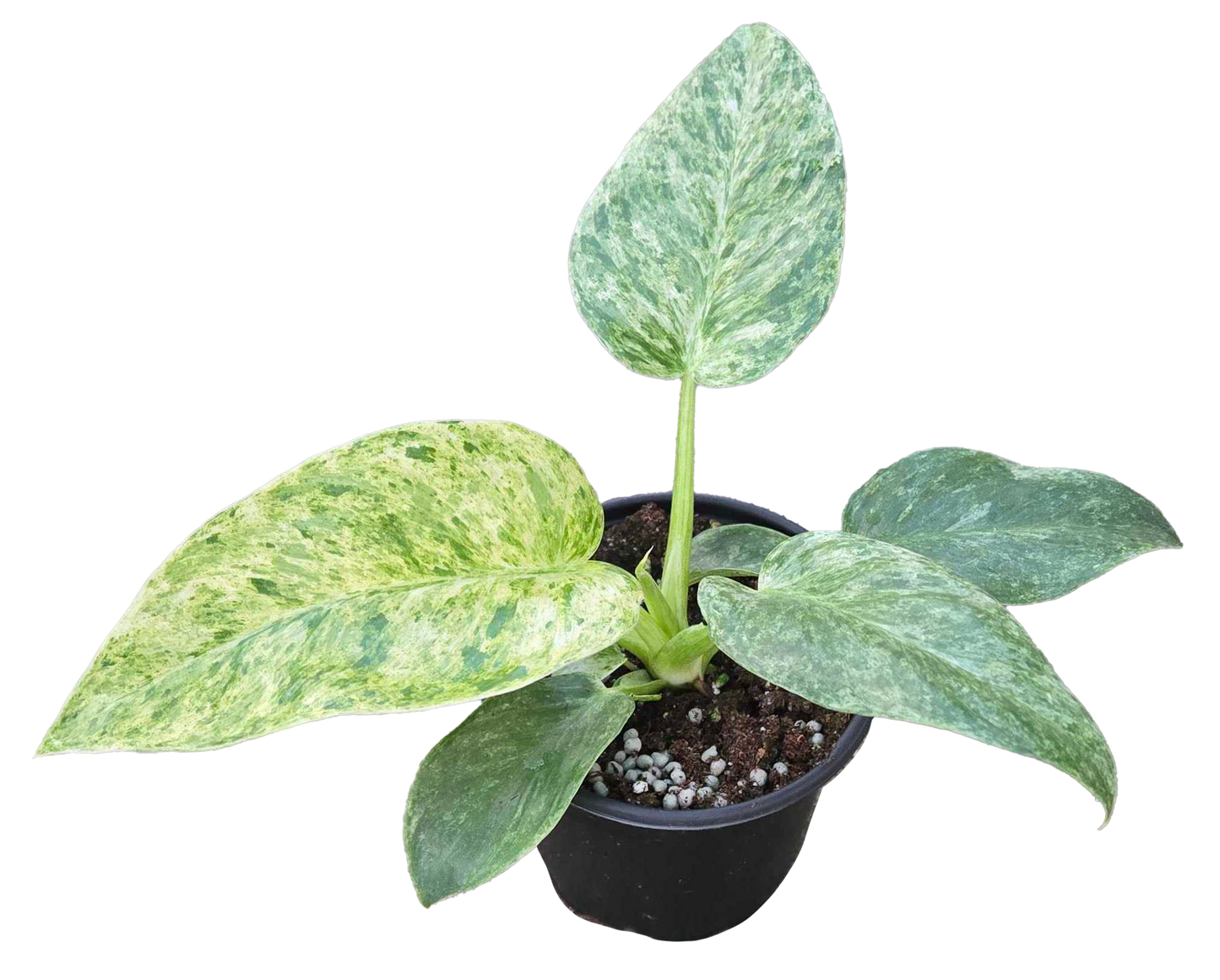 Philodendron Giganteum Blizzard 4in Grower Pot