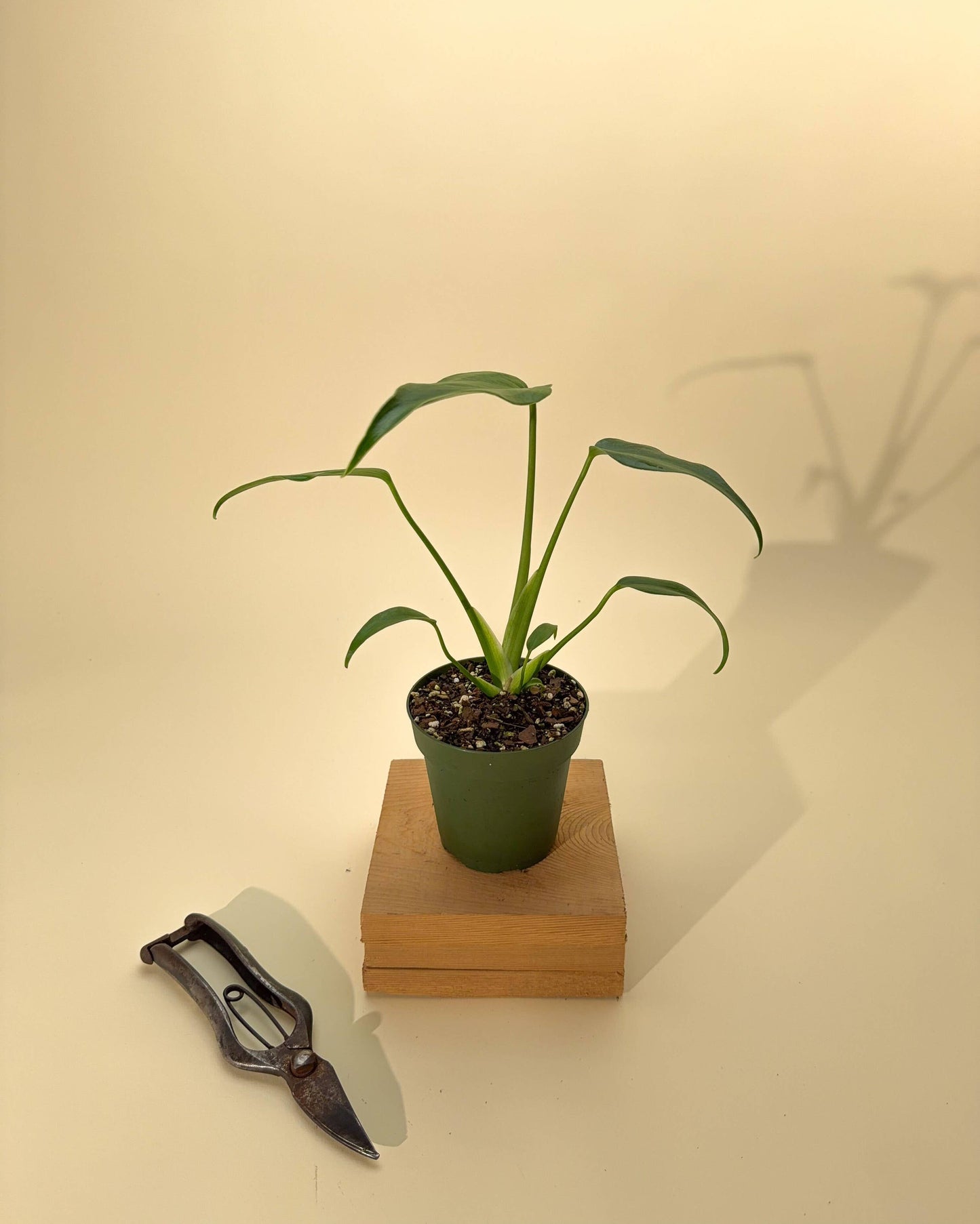 4" Monstera 'Burle Marx Flame'