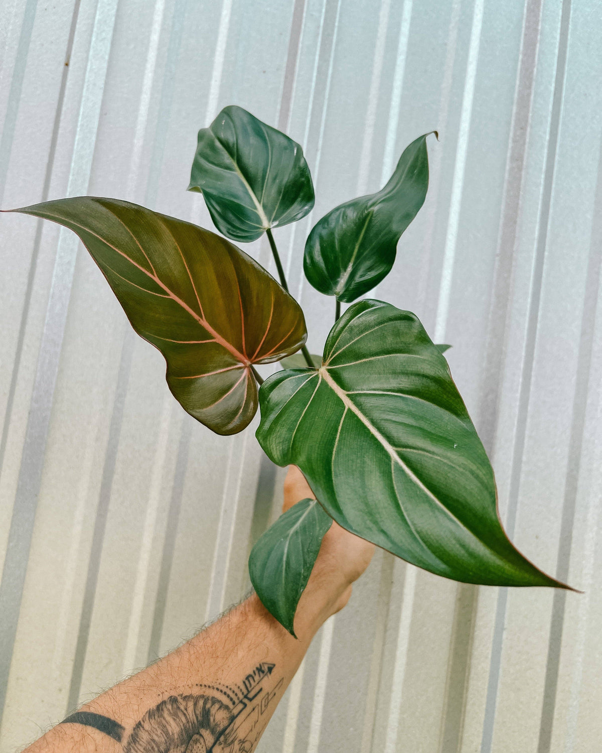 4" Philodendron 'Summer Glory'