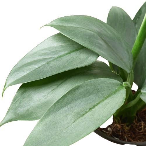 Philodendron 'Silver Sword': 4" Pot