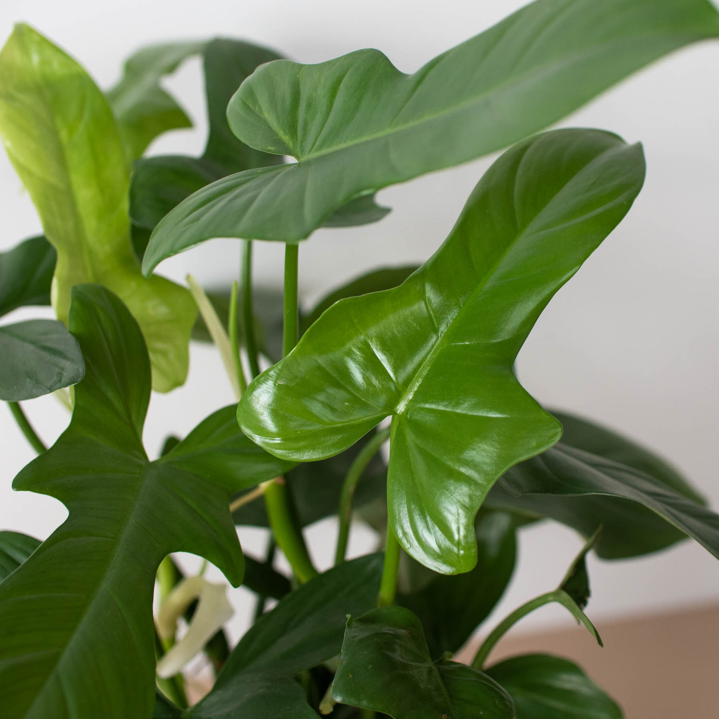 Philodendron 'Silver Sword': 4" Pot