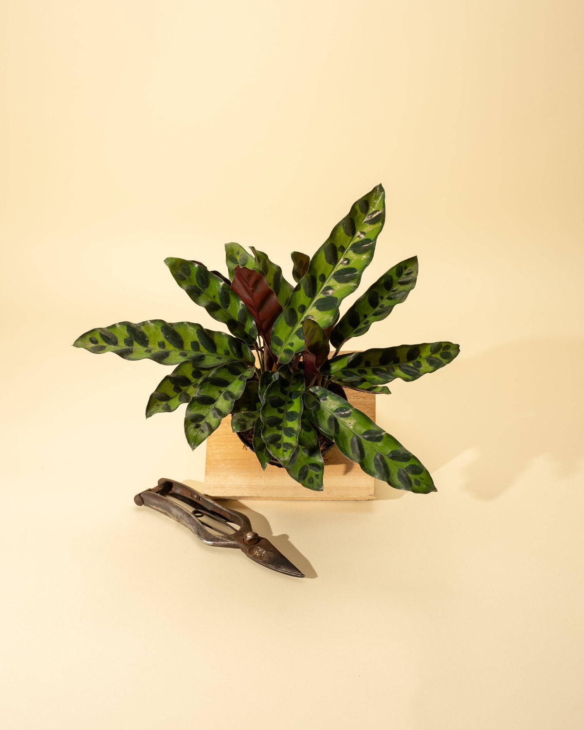 4" Calathea Lancifolia 'Rattlesnake'