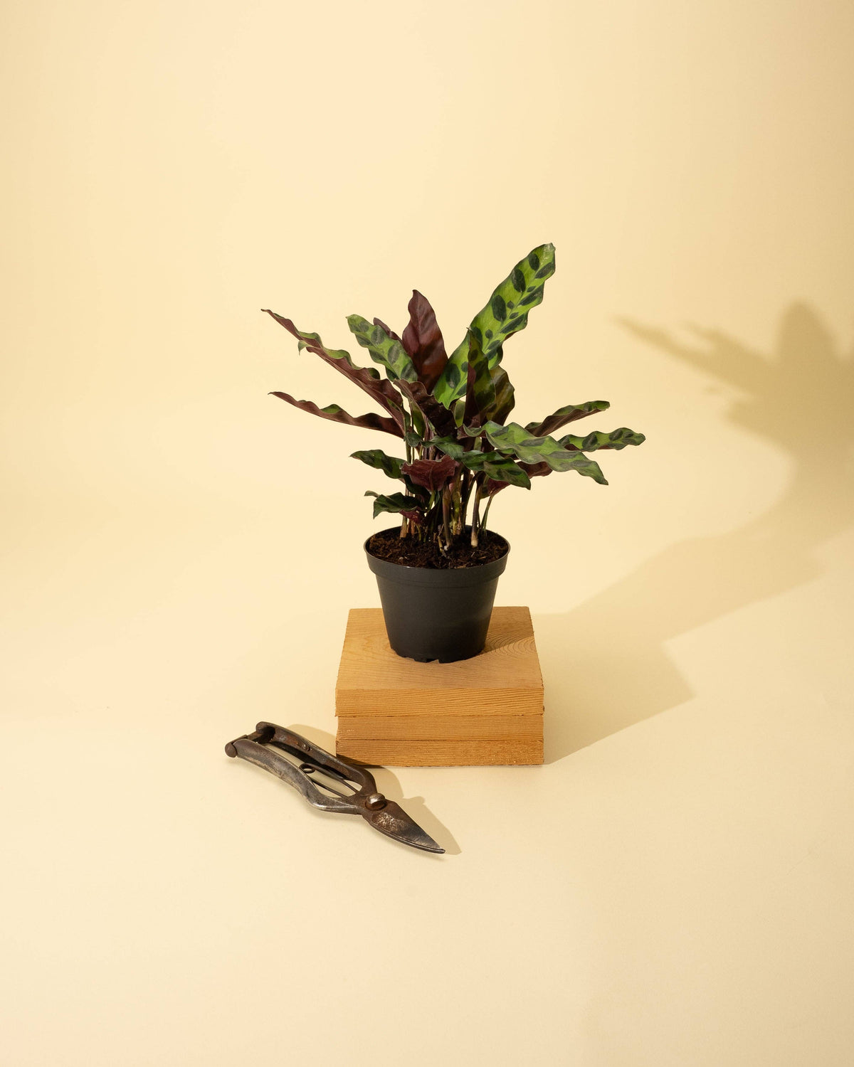 4" Calathea Lancifolia 'Rattlesnake'