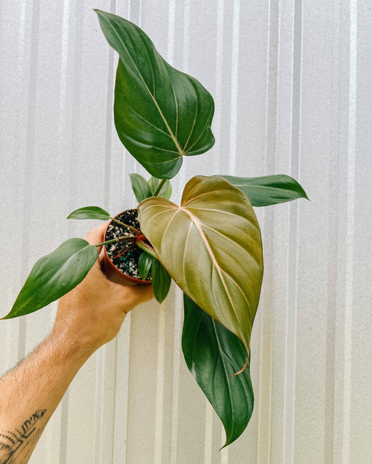 4" Philodendron 'Summer Glory'