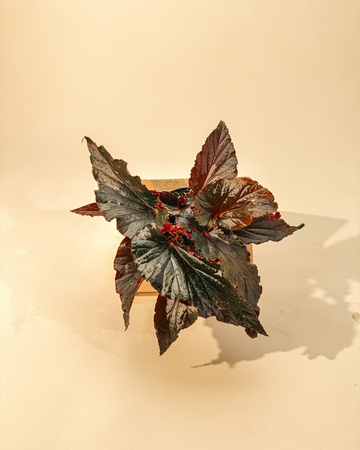 4" Begonia 'Black Magic'