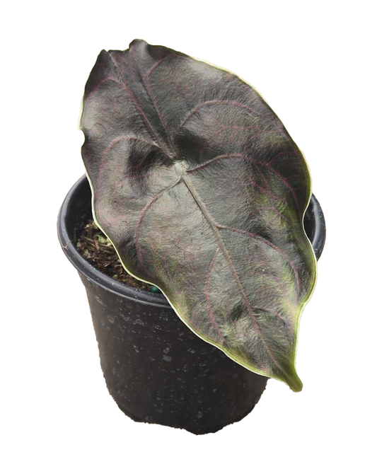 Alocasia Azlanii 4 inch Grower Pot