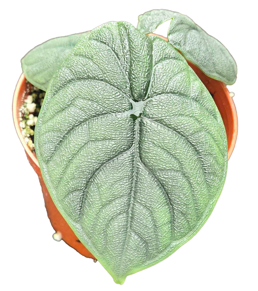 Alocasia Hami Melo 4 inch Grower Pot
