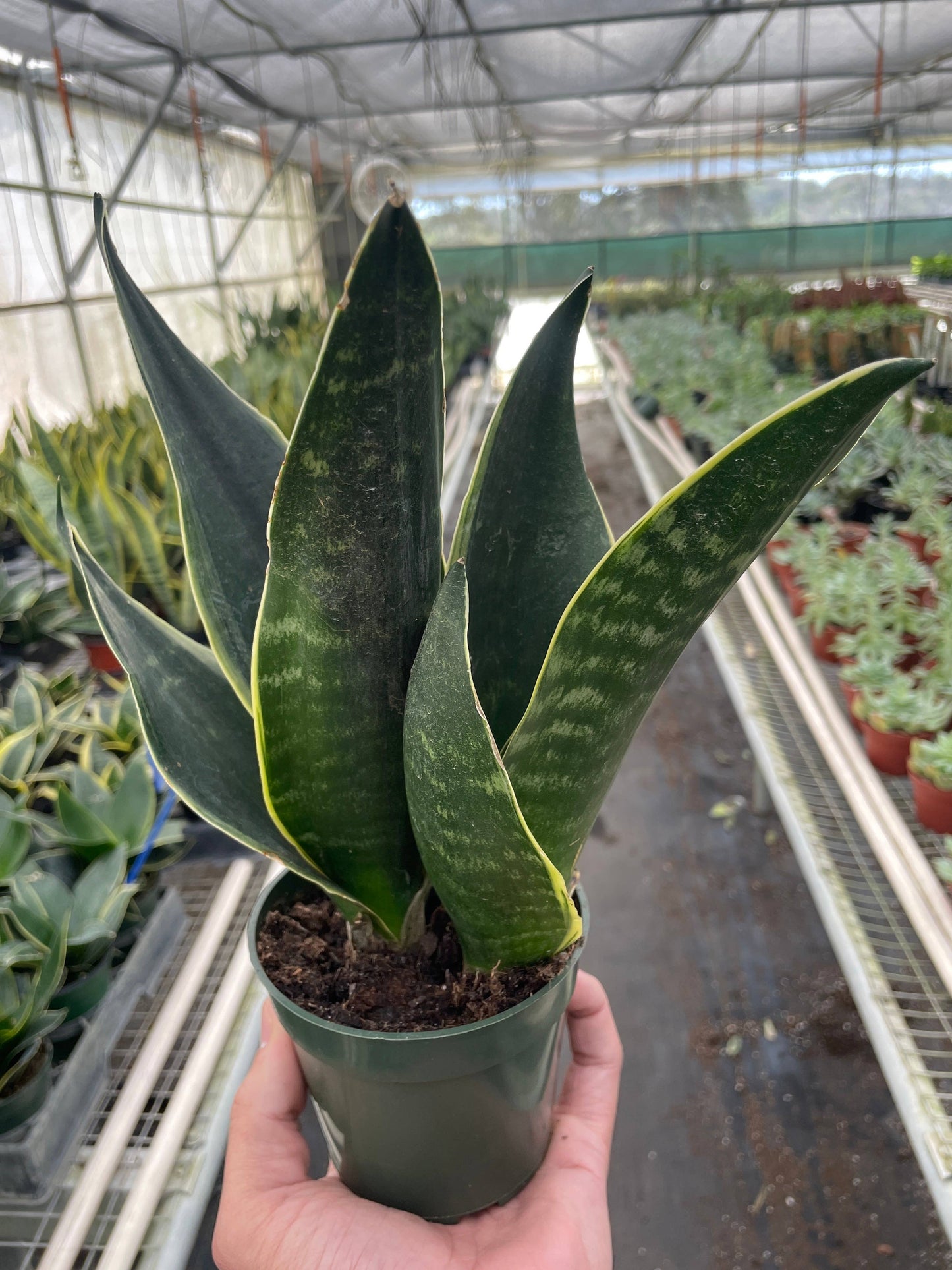 Snake 'Fabi' - 4" Pot