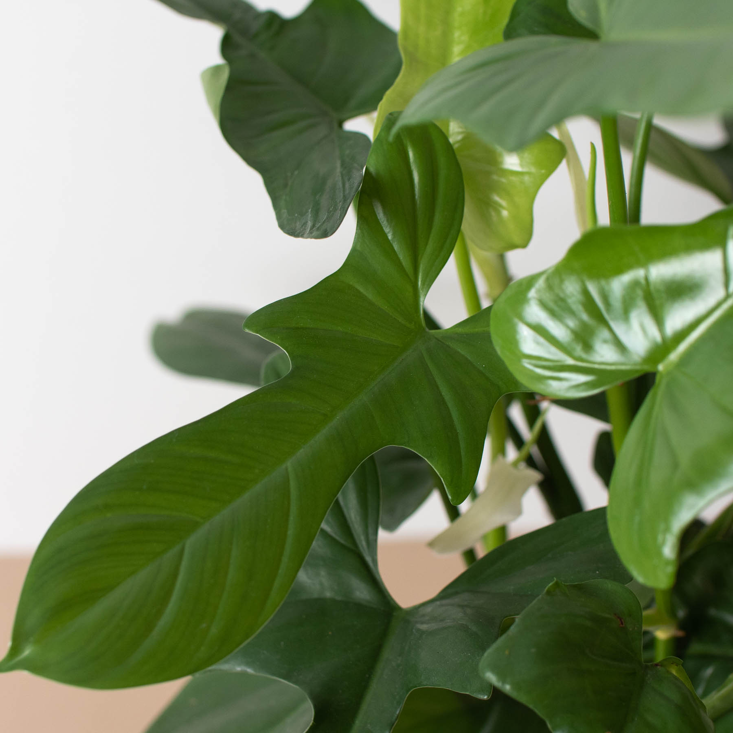 Philodendron 'Silver Sword': 4" Pot