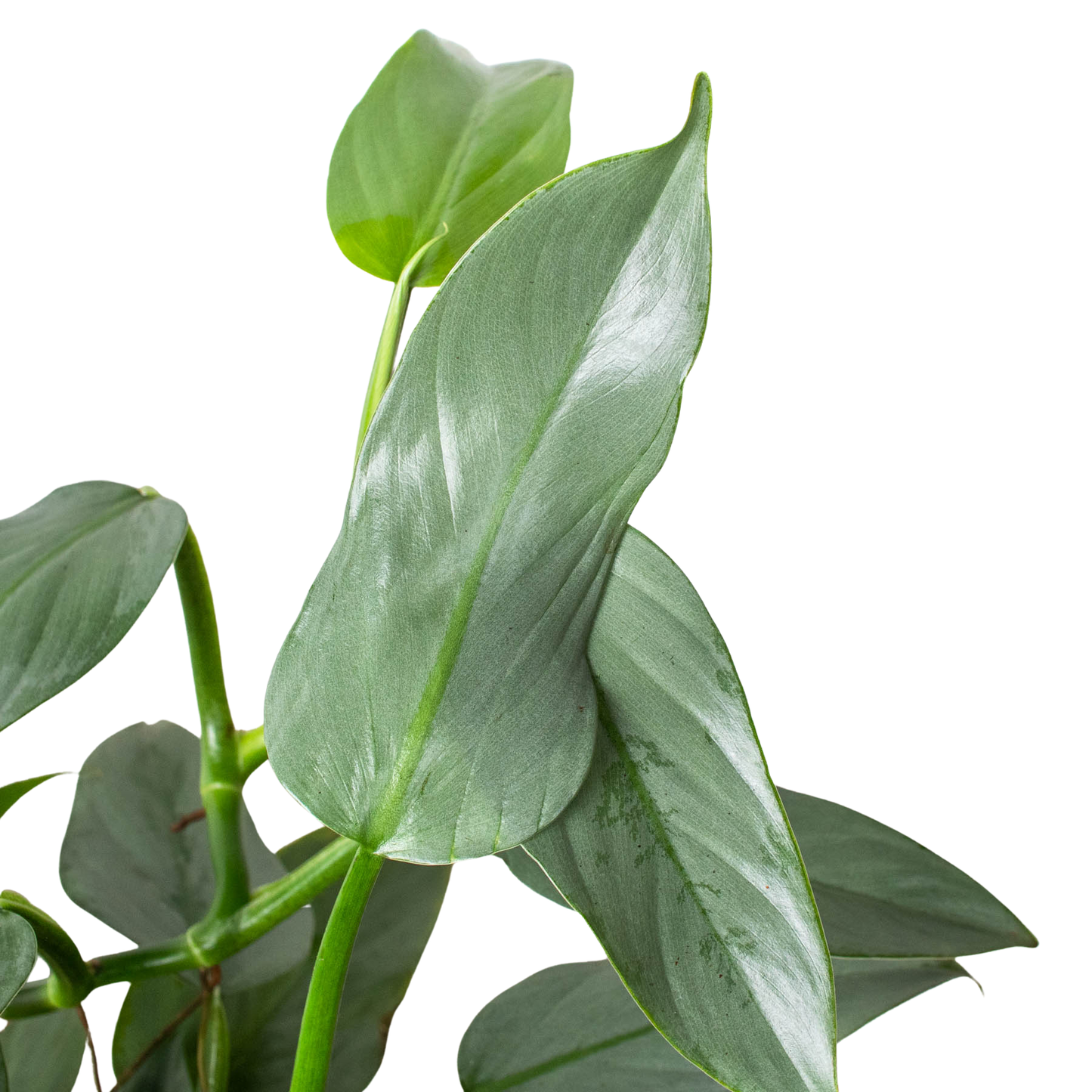 Philodendron 'Silver Sword': 4" Pot
