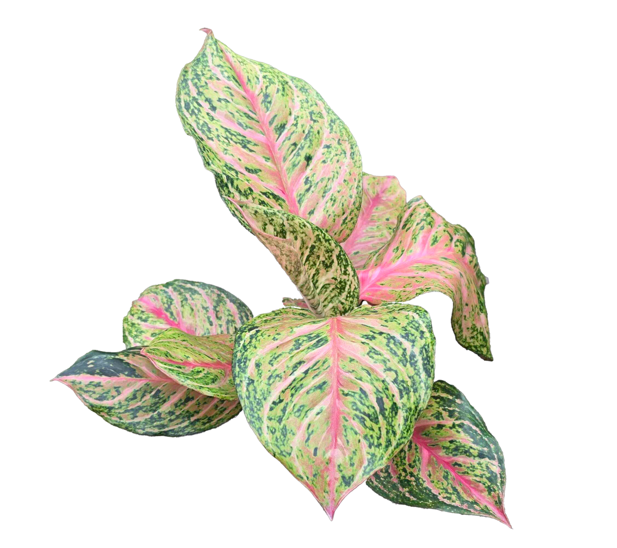 Aglaonema Miss Thailand 4 inch grower pot