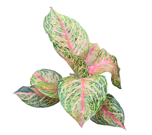 Aglaonema Miss Thailand 4 inch grower pot