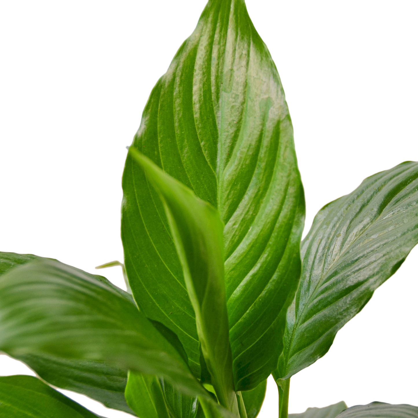 SPATHIPHYLLUM GREEN 4-inch