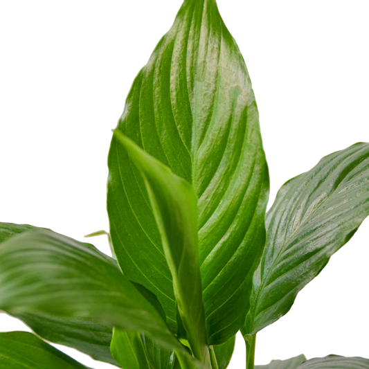 SPATHIPHYLLUM GREEN 4-inch