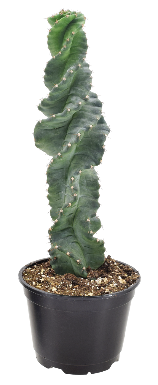 Spiralis Cactus 4 inch Grower Pot