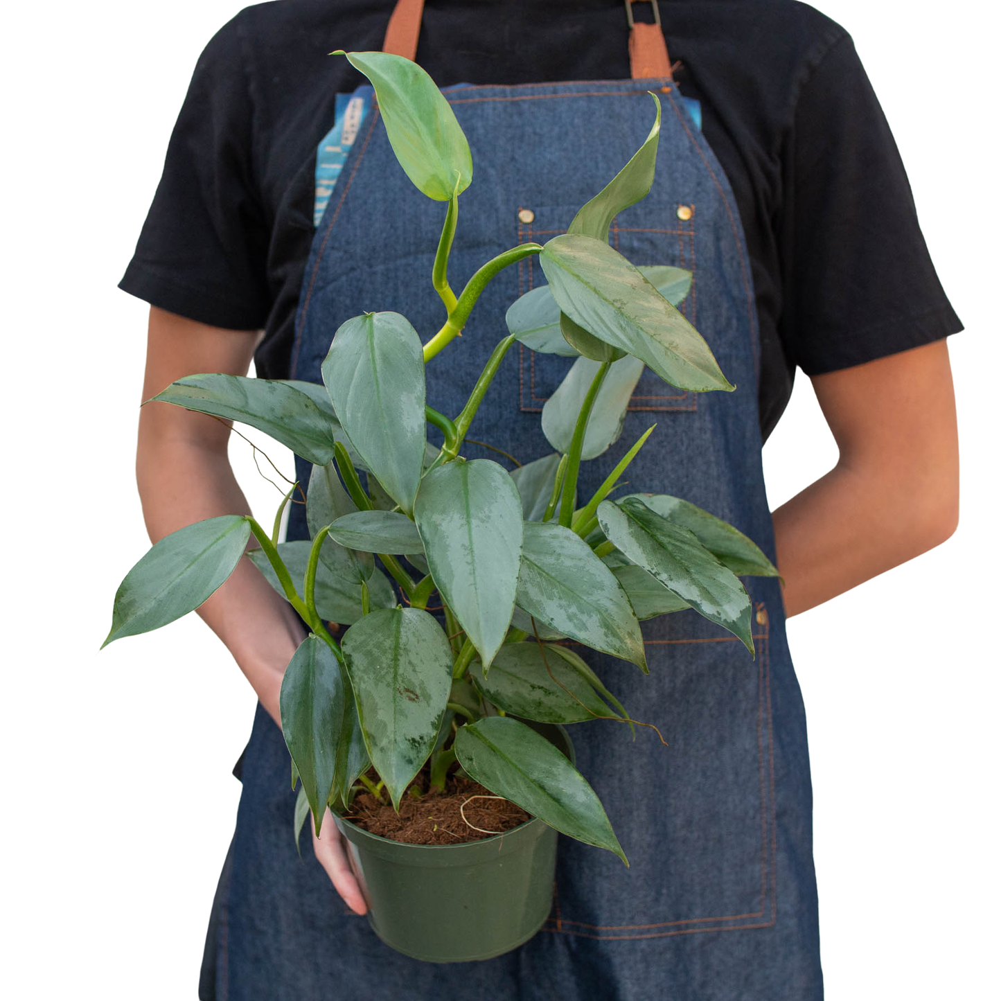 Philodendron 'Silver Sword': 4" Pot