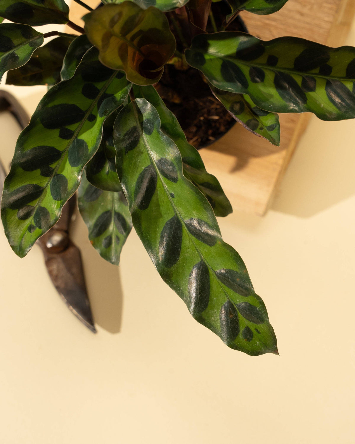 4" Calathea Lancifolia 'Rattlesnake'