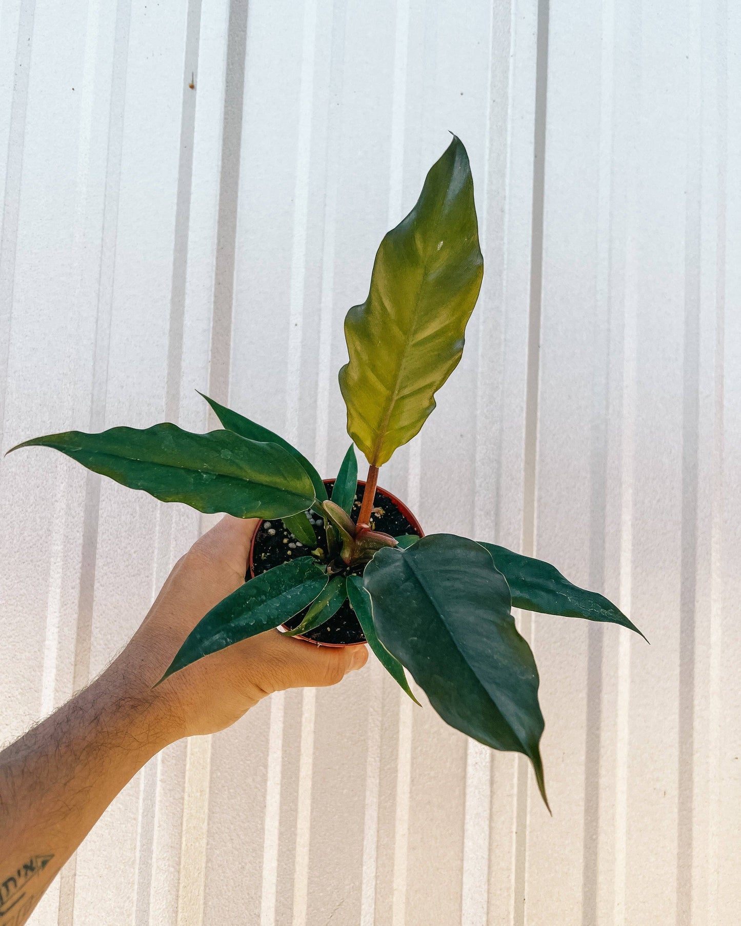 4" Philodendron 'Pluto'