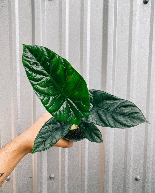 4" Alocasia Sinuata 'Quilted Dreams'