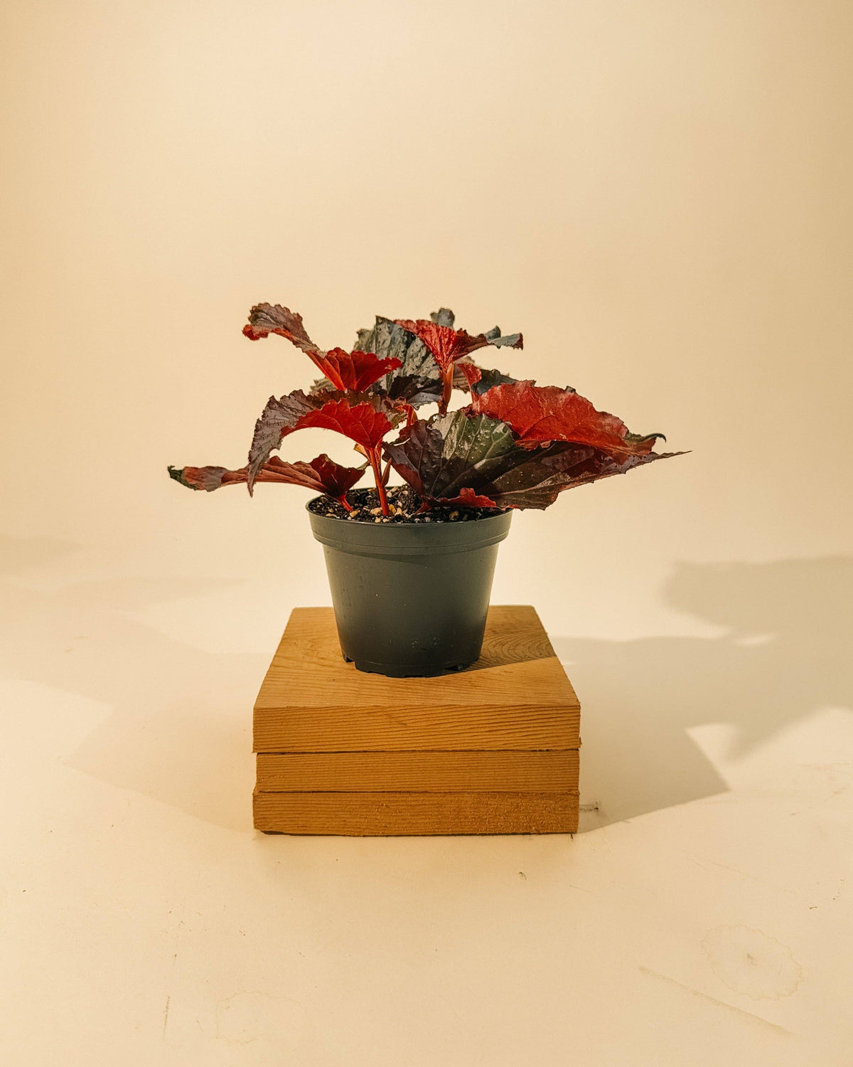 4" Begonia 'Black Magic'