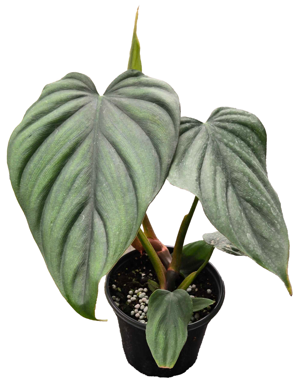Philodendron Colombia  4in Grow Pot