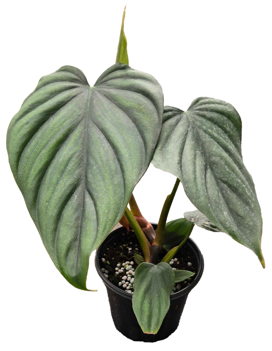 Philodendron Colombia  4in Grow Pot