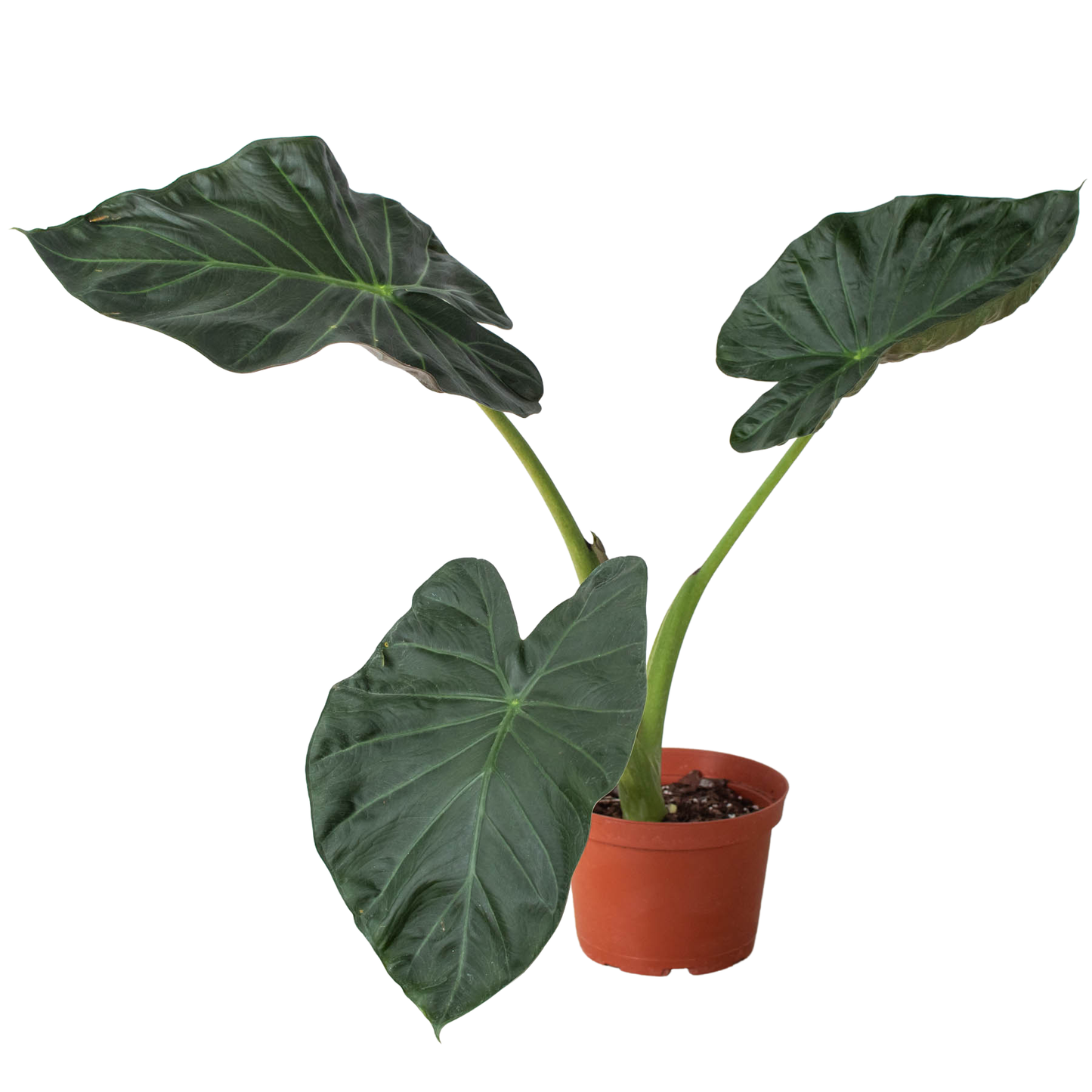 Alocasia 'Regal Shields' 4-inch