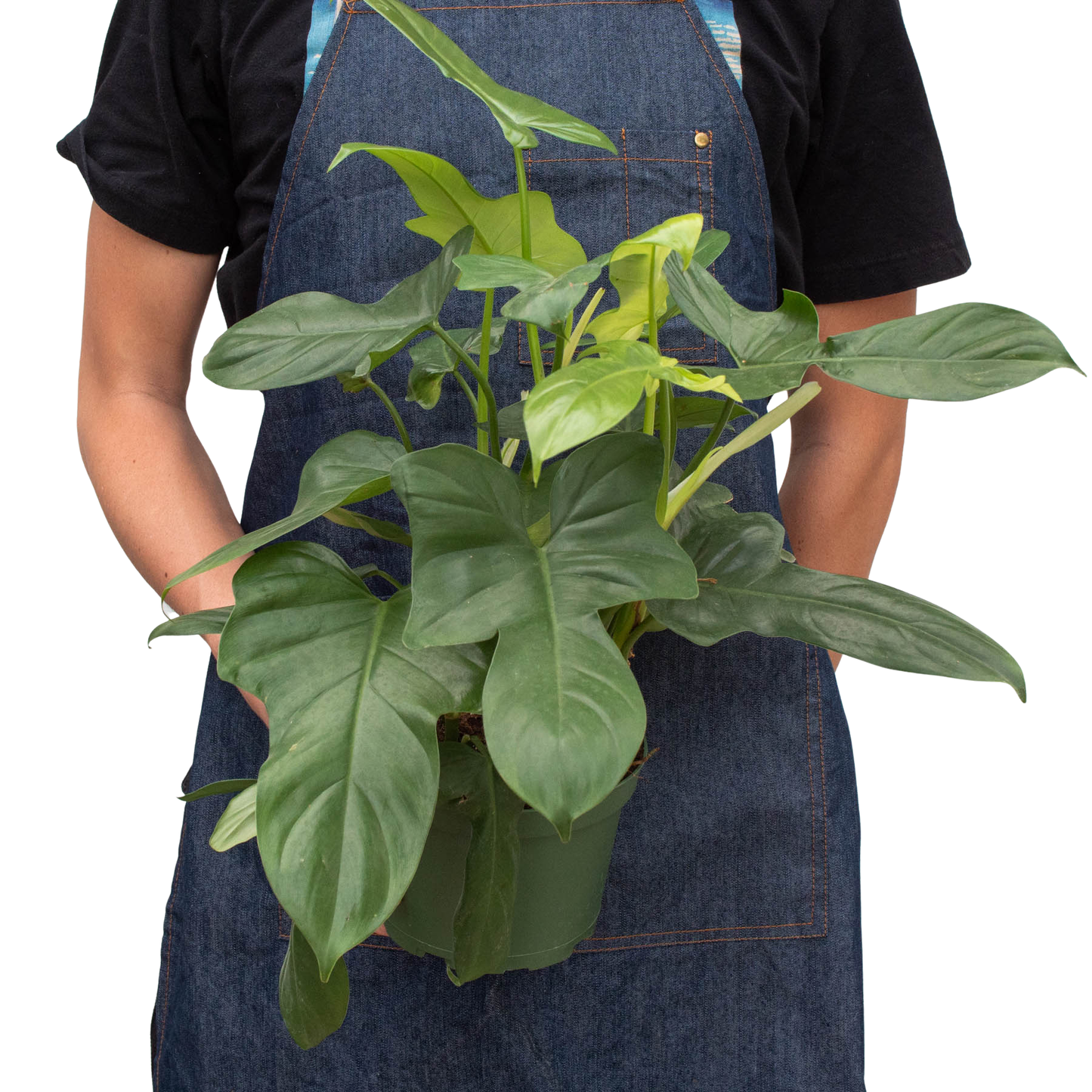 Philodendron 'Silver Sword': 4" Pot