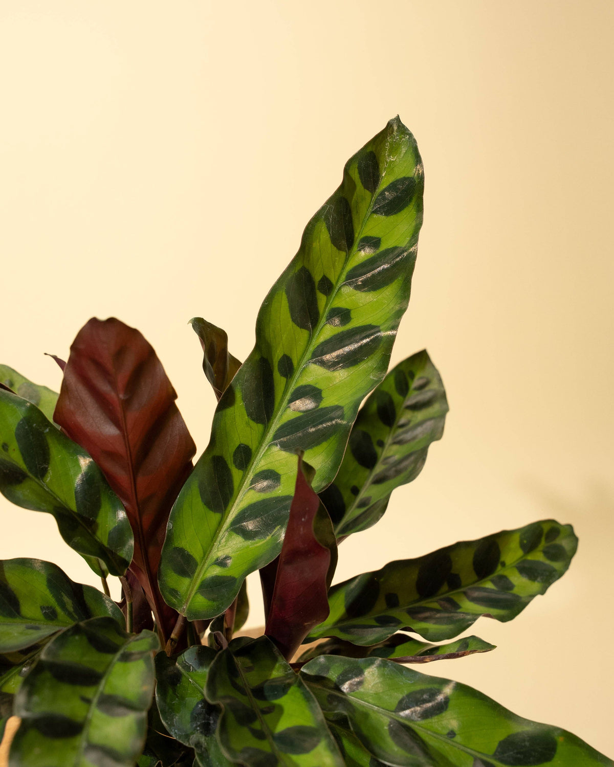 4" Calathea Lancifolia 'Rattlesnake'
