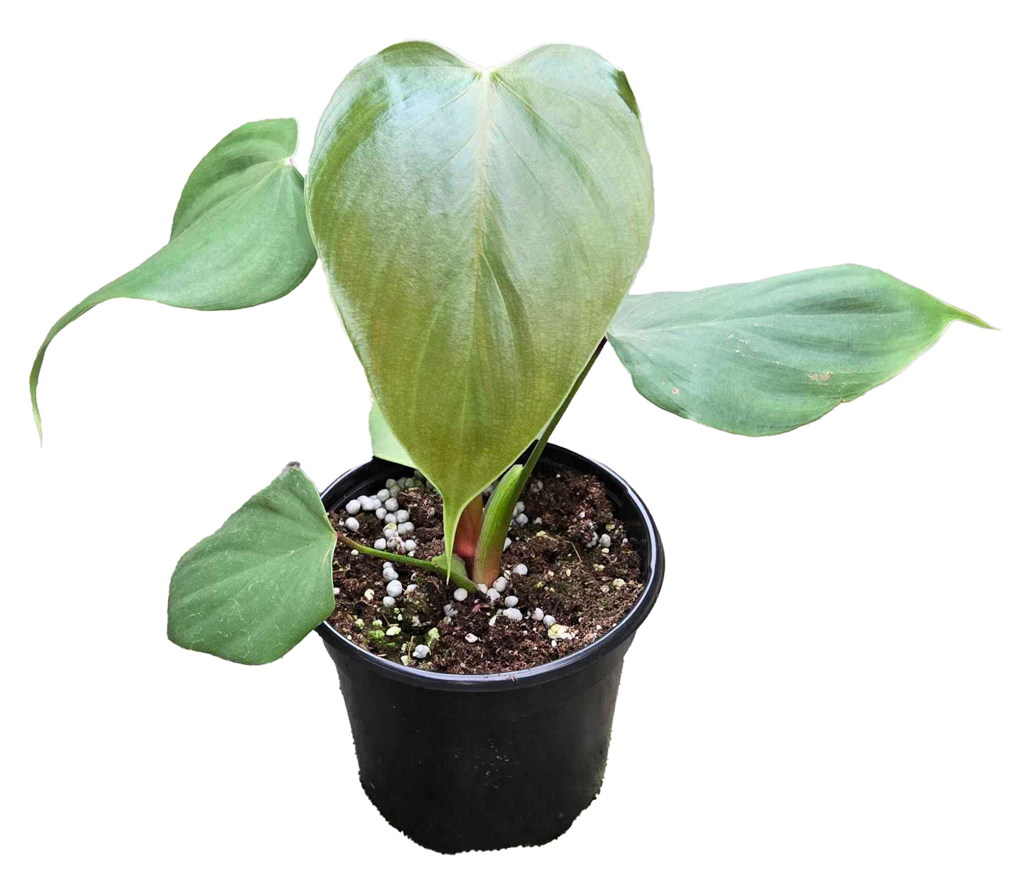 Philodendron Lynamii 4 inch Grower Pot