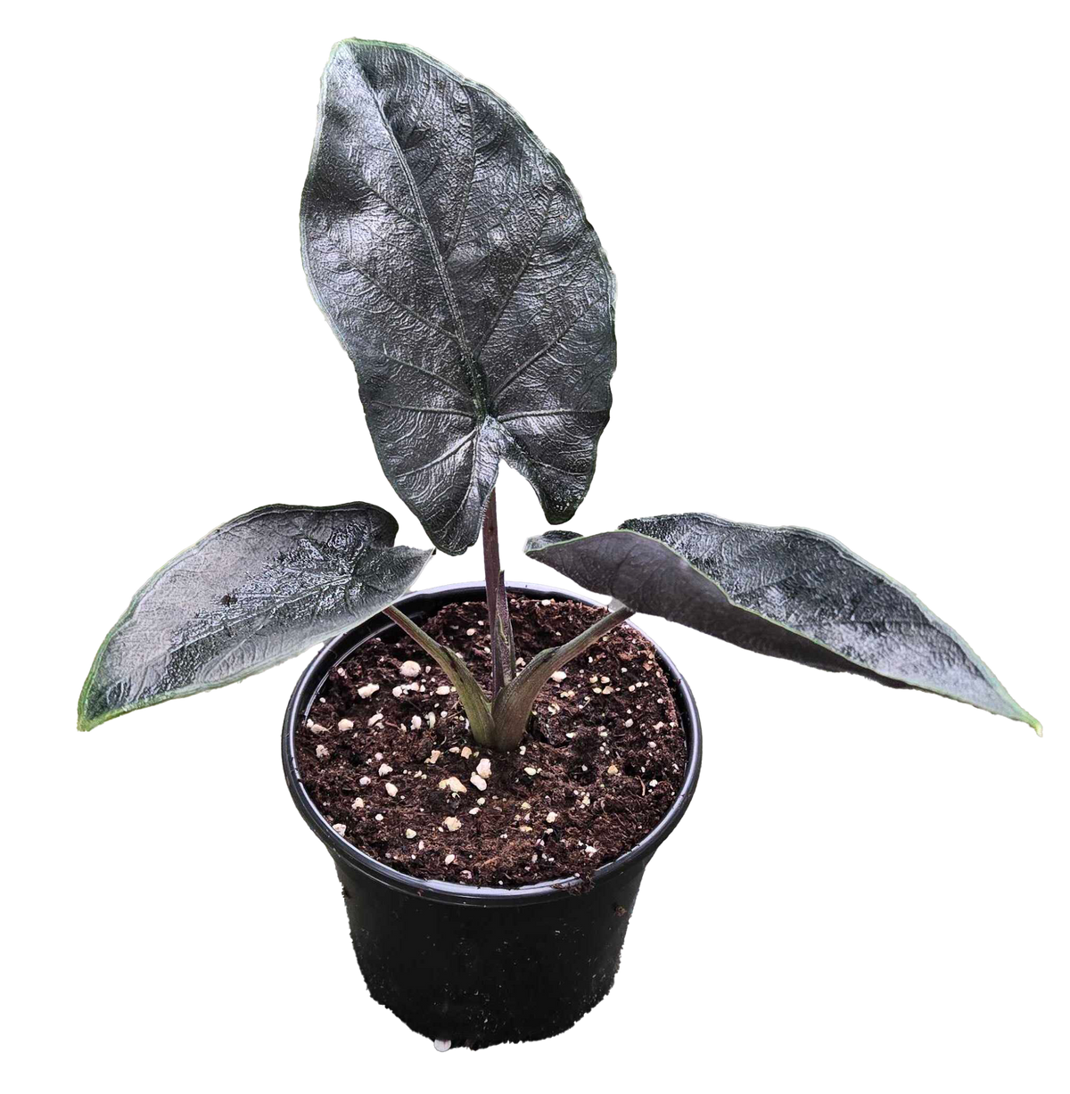 Alocasia Antoro Velvet 4in Grow Pot