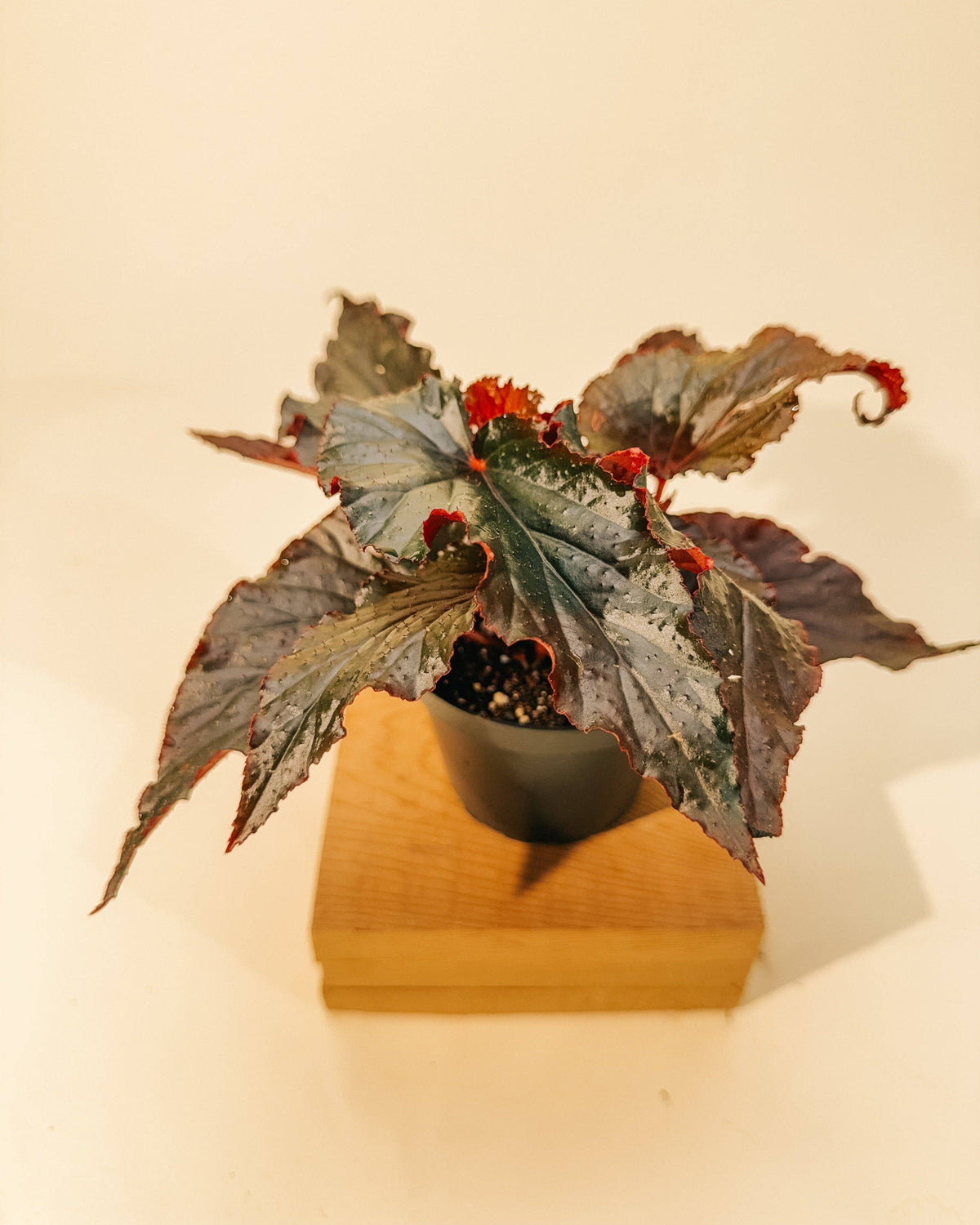 4" Begonia 'Black Magic'