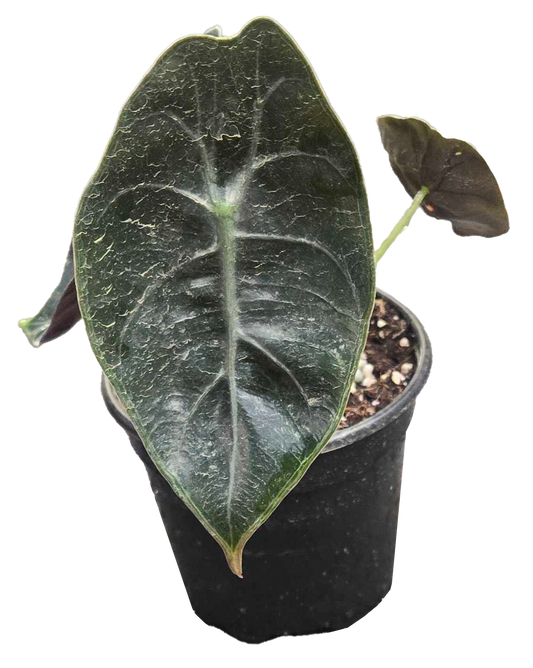 Alocasia Sedenii 4in Grower Pot