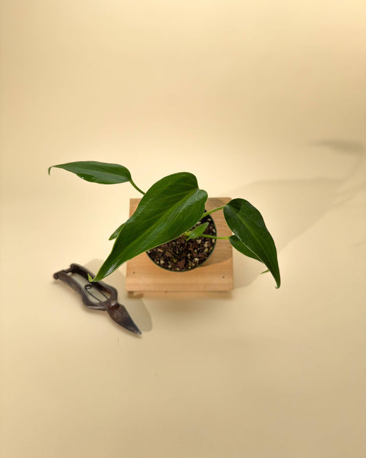 4" Monstera 'Burle Marx Flame'
