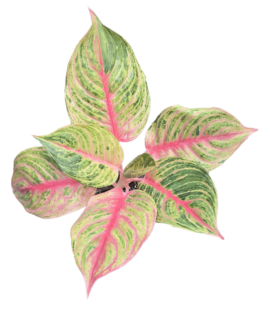 Aglaonema Jouli 4in Grow Pot