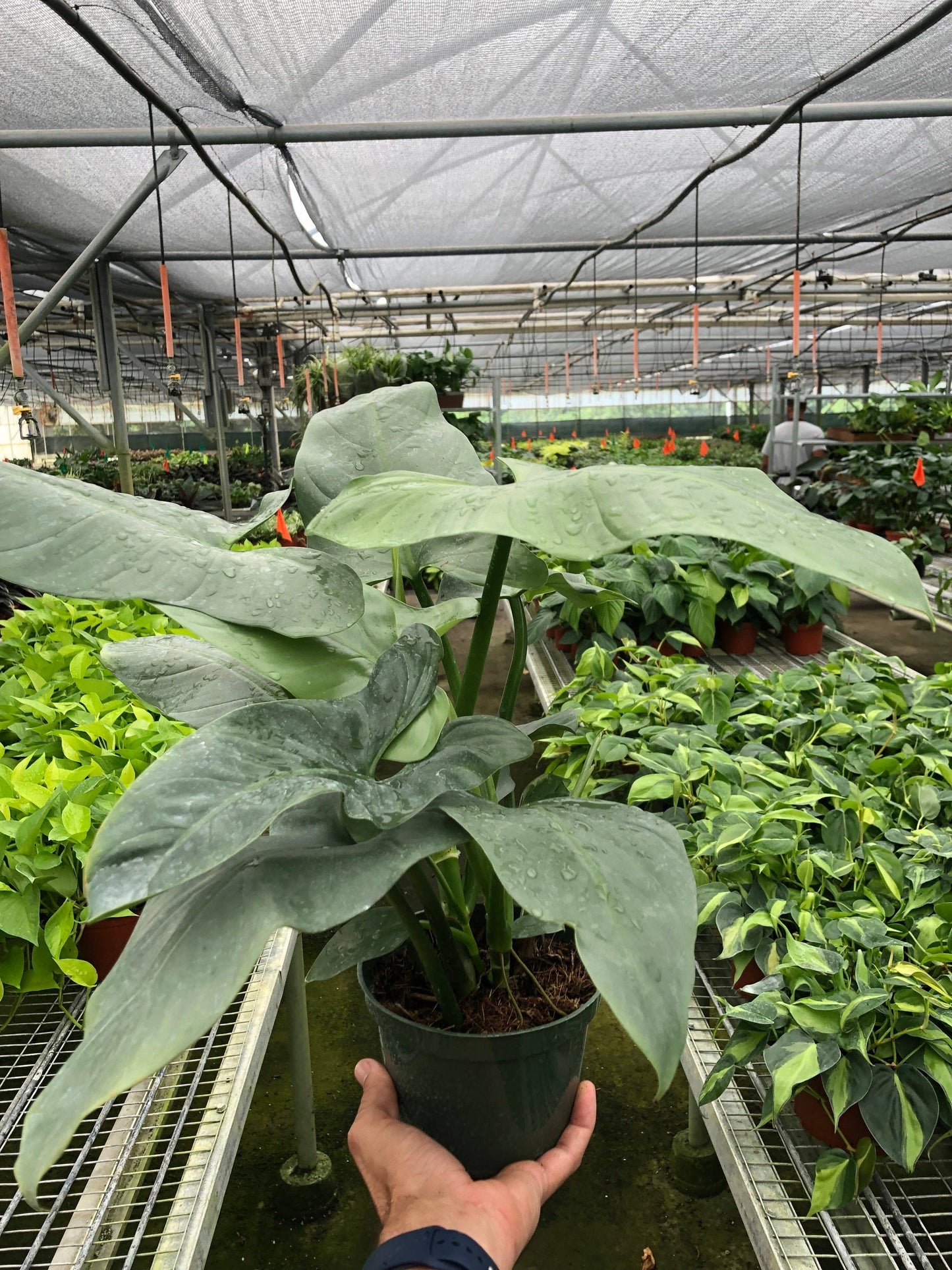 Philodendron 'Silver Sword': 4" Pot