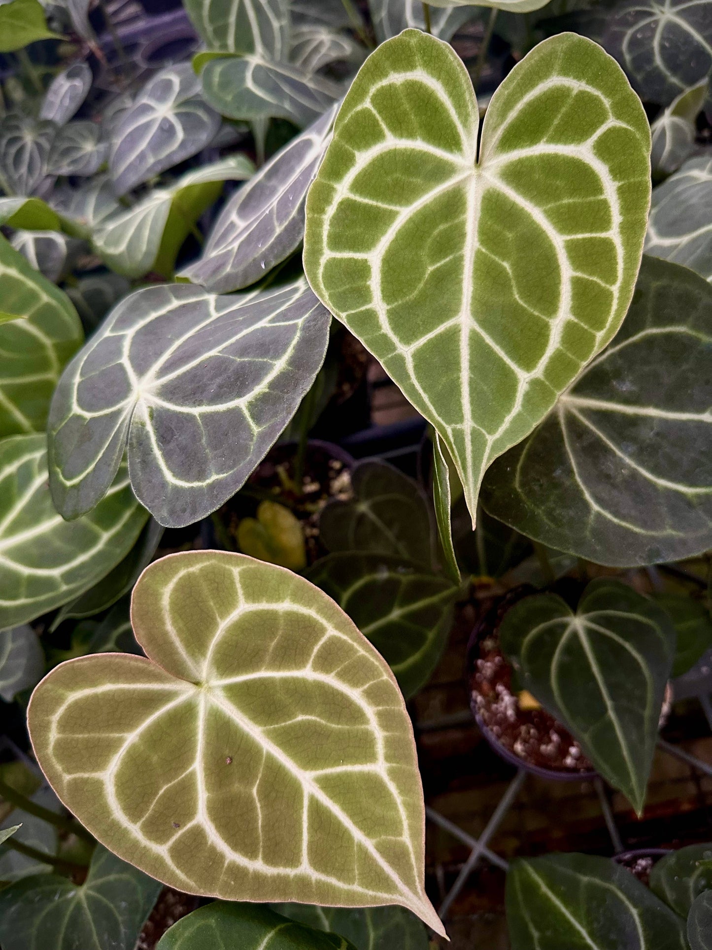 ANTHURIUM Clarinervium Hybrid Live Plant 4in