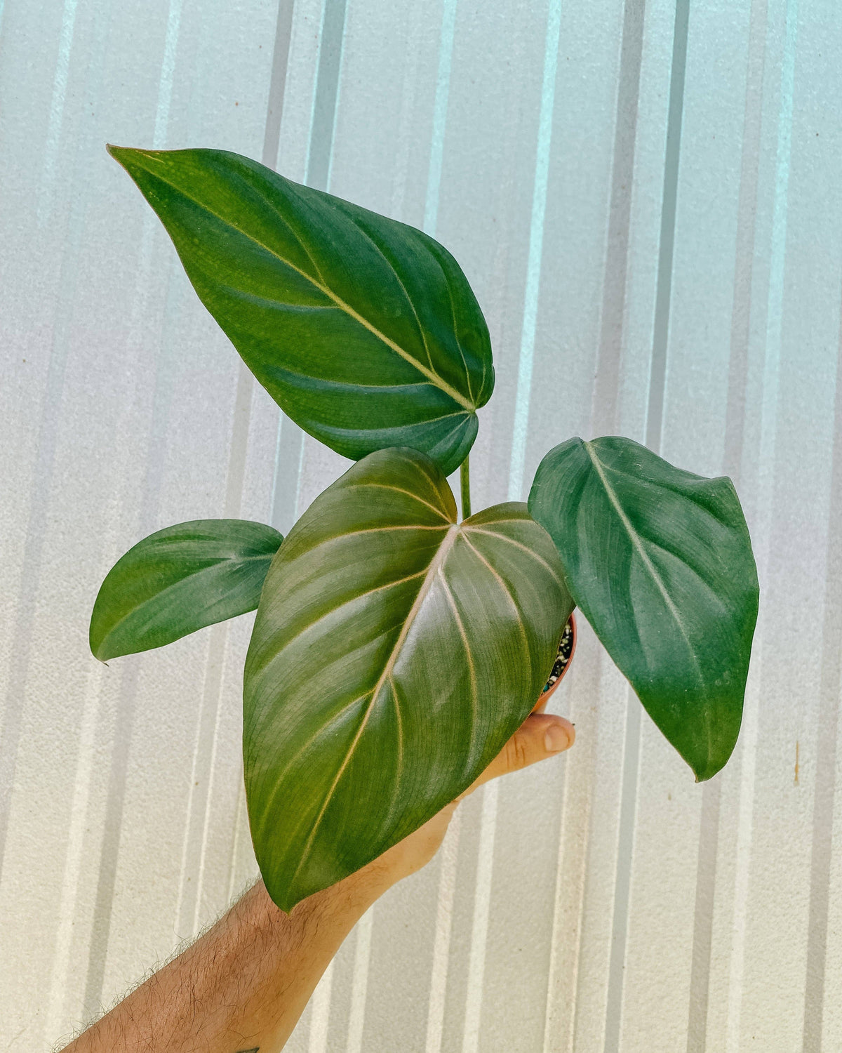 4" Philodendron 'Summer Glory'