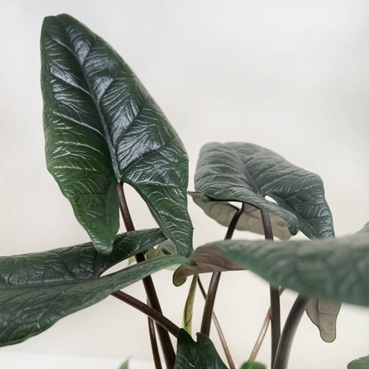 Alocasia 'Scalprum' - 4" Pot