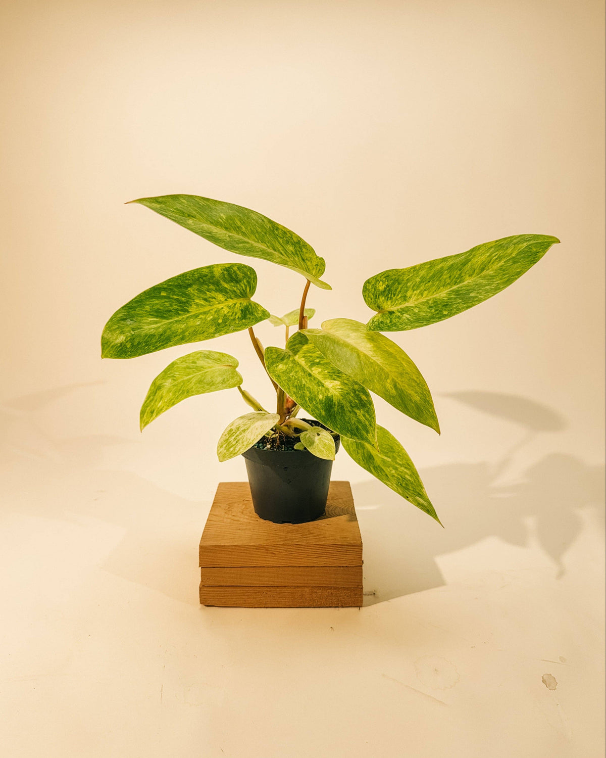 4" Philodendron 'Painted Lady'