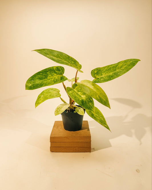 4" Philodendron 'Painted Lady'