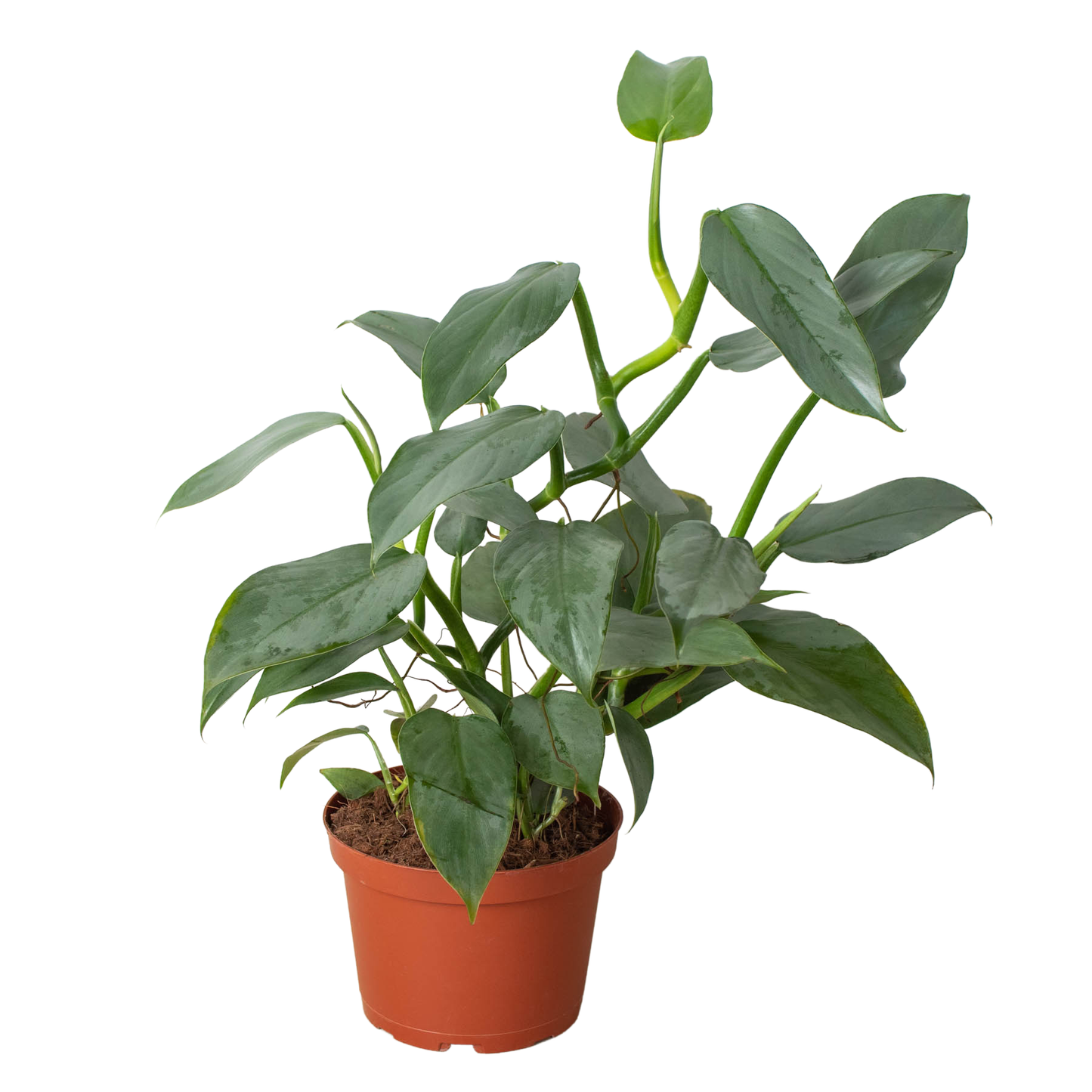 Philodendron 'Silver Sword': 4" Pot
